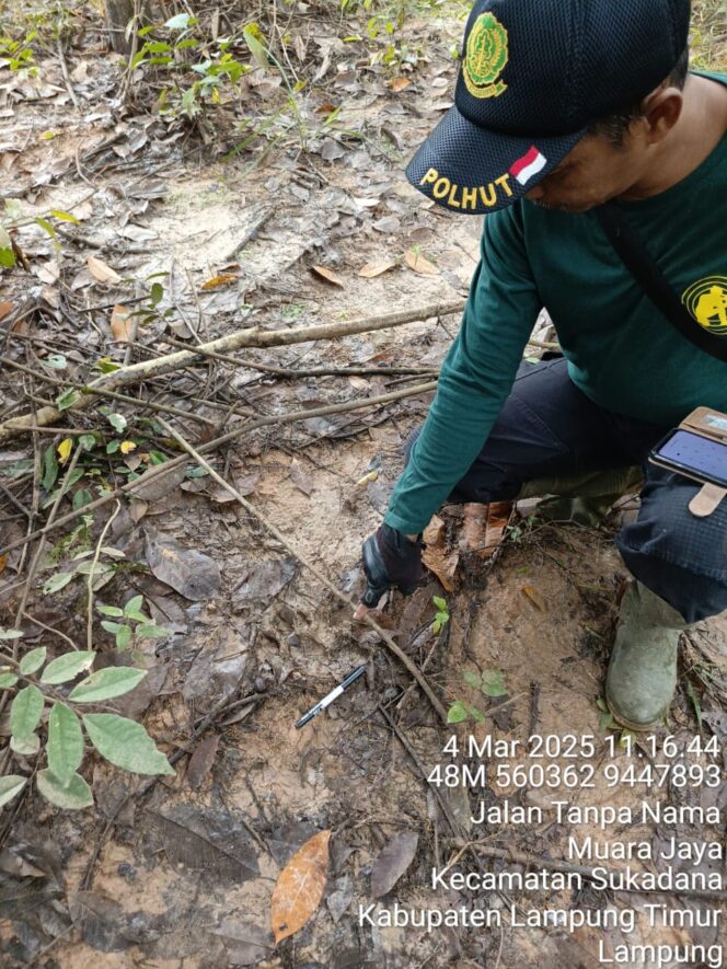 
					Harimau Masuk Peladangan, TNWK Meminta Masyarakat Waspada dan Hentikan Perburuan Liar