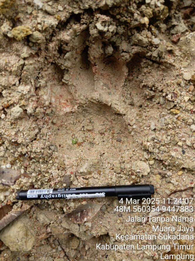 
					Masalah Gajah Liar Belum Selesai, Kini Masyarakat Di Cemaskan Dengan Kehadiran Harimau di Kecamatan Sukadana, Lamtim